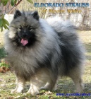 Nmeck pic vl/keeshond