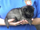 Nmeck pic vl/keeshond