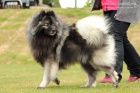 Nmeck pic vl/keeshond