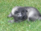 Nmeck pic vl/keeshond