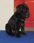 Cane corso - tata s PP