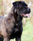 Cane corso - tata s PP