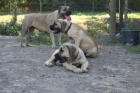 tata Boerboel na prodej, pikov rodie