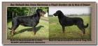  Prodm -Beauceron-tn s PP