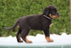  Prodm -Beauceron-tn s PP