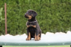  Prodm -Beauceron-tn s PP