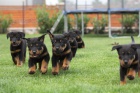  Prodm -Beauceron-tn s PP