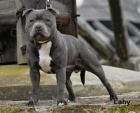 Staffordshire Bull Terrier blue/modre