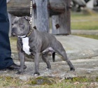 Staffordshire Bull Terrier blue/modre