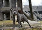 Staffordshire Bull Terrier blue/modre