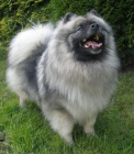 Keeshond / vl pic prodm tata s PP 