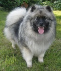 Keeshond / vl pic prodm tata s PP 