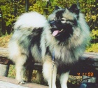 Keeshond / vl pic prodm tata s PP 