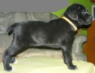 Cane Corso s PP