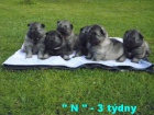 Nmeck pic vl/keeshond