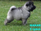 Nmeck pic vl/keeshond