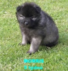 Nmeck pic vl/keeshond