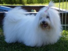 COTON DE TULEAR