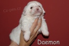 COTON DE TULEAR