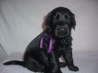 Flat coated retriever - ttka s PP 