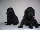 Flat coated retriever - ttka s PP 