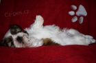 Shih-Tzu tata s PP