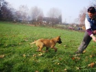 Belgick ovk Malinois