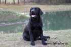 ttka Labrador Retriever s PP