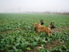 Belgick ovk Malinois