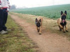 Belgick ovk Malinois