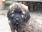 Leonberger