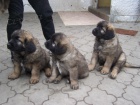 Leonberger