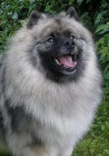 Keeshond / vl pic pikov tata s PP hlda