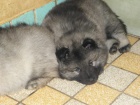 Nmeck pic vl/keeshond