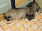 Nmeck pic vl/keeshond