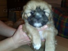 Lhasa apso s PP