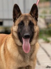 Belgick ovk malinois - ron pes s PP