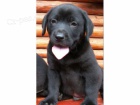 labrador retriever tntka