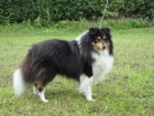  Nabdka kryt - sheltie s PP