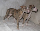 Whippet - vipet  