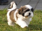 Shih-tzu s pp