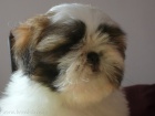 Shih-tzu ttka s PP