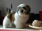 Shih-tzu ttka s PP