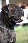 tata BULLMASTIFF, BULMASTIF