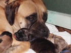 tata BULLMASTIFF, BULMASTIF