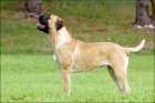 tata BULLMASTIFF, BULMASTIF