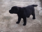 Prodm Labrador Retriever tata