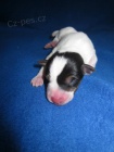 Parson Russel terrier