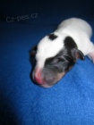 Parson Russel terrier