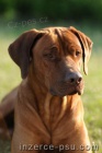 Rhodzsk Ridgeback tata s PP